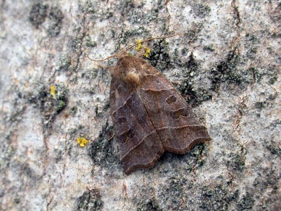 double kidney (Ipimorpha retusa) Kenneth Noble